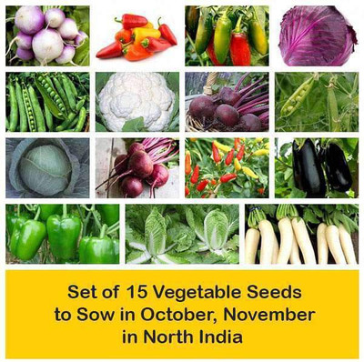 CYBEXIS Set of 15 Vegetable Seeds to Sow in Winter in North India Seed(10 g)