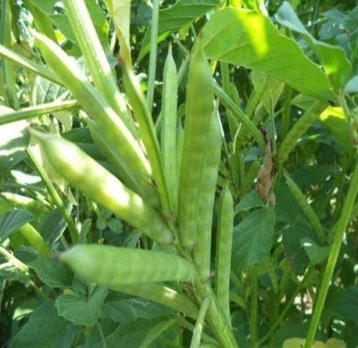 KANAYA Gwar Fali (Cluster Beans) Seed(9 per packet)