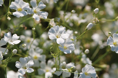 KANAYA Gypsophila Flower Seeds For Home Garden Seed(70 per packet)