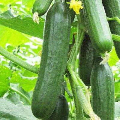 TRICONE F1 Hybrid Deluks Cucumber Kheera Organic 65 Seeds D56 Seed(65 per packet)