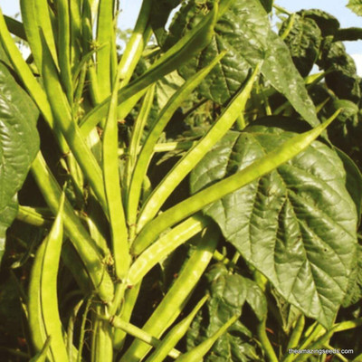 Quentova Cluster Beans Gavar-7W-ICRA Seed(150 per packet)