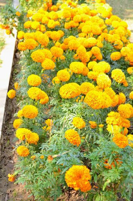 Nature Vit marigold/gende ka phool flower seeds Seed(50 per packet)