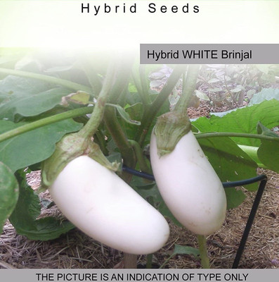 CYBEXIS Hybrid White Brinjal600 Seeds Seed(600 per packet)