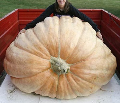 CYBEXIS Atlantic Giant Giant Pumpkin Seeds Could Grow100 Seeds Seed(100 per packet)