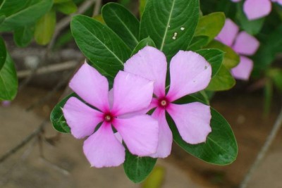 Quentova Catharanthus roseus Madagascar Periwinkle, Vinca-TKK-11K Seed(100 per packet)