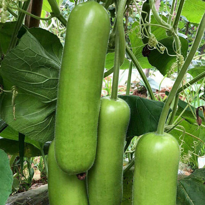 VibeX ® VLR-96 Bottle Gourd Dudhi Sorakaya Lauki Seeds Calabash Seed(50 per packet)