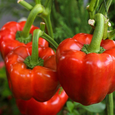 VibeX ® VMR-460 California Wonder Capsicum Seeds Seed(200 per packet)