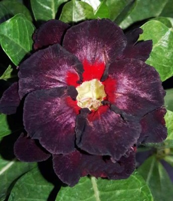 Qualtivate TLX-793 Double Black Emperor Desert Rose - Adenium Seed(30 per packet)