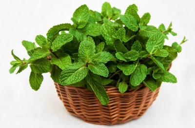 VibeX ® XLR-504 Peppermint (Mentha x Piperita) Seed(200 per packet)