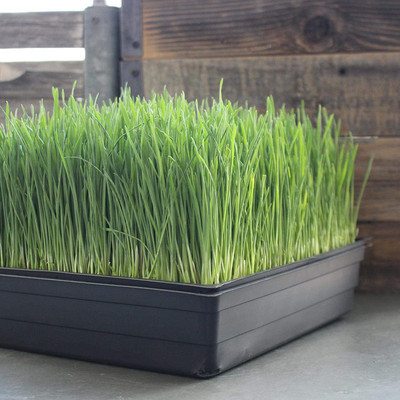 VibeX GBPUT-27 - Cat Wheatgrass - (22500 Seeds) Seed(22500 per packet)