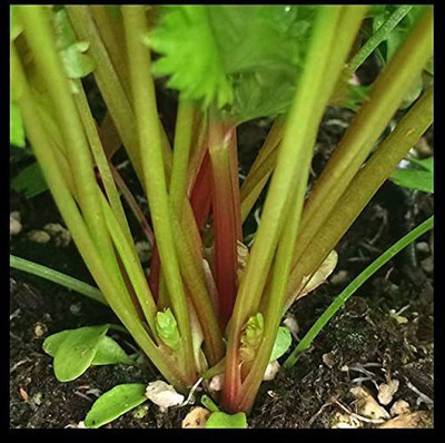 CYBEXIS LX-13 - Redpar Cutting Red Celery - (750 Seeds) Seed(750 per packet)