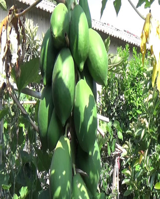the green dotcom PAPAYA Seed(60 per packet)
