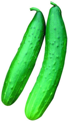 Avysa Garden Sweet Burpless Cucumber Seeds-CuC_1124 Seed(250 per packet)