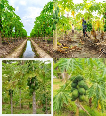 ibains Hybrid papaya seeds bej 140 Seed(140 per packet)