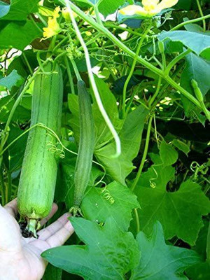 CYBEXIS TLX-92 - Sponge Gourd - Non-GMO - (100 Seeds) Seed(100 per packet)