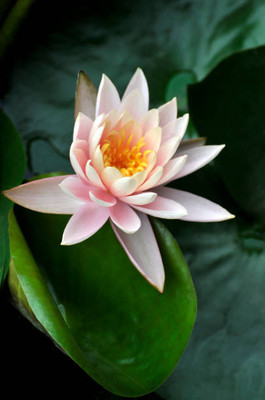 MAA Lotus Seed(10 per packet)