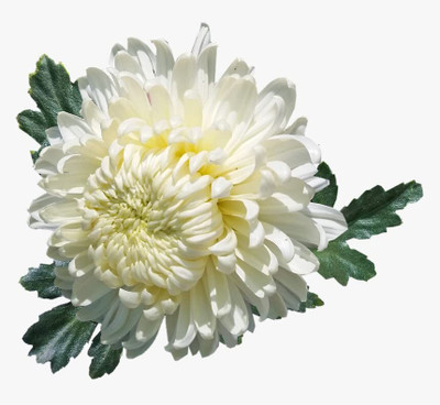 Aywal Chrysanthemum Multi Mix Flower Seeds For Home Gardening Seed(10 per packet)