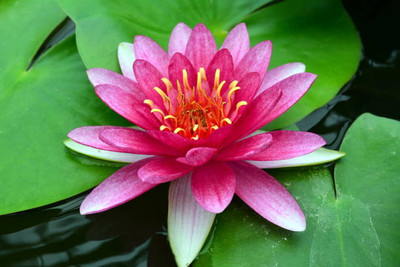 Petzlifeworld lotus,kamal gatta Seed(11 per packet)