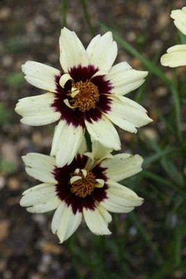 Lorvox Coreopsis flower Seed(145 per packet)