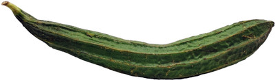 XOLDAA FI QUALITY RIDGE GOURD Seed(15 per packet)