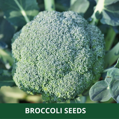 VibeX XL-63 - Hybrid F1 Broccoli - (1350 Seeds) Seed(1350 per packet)