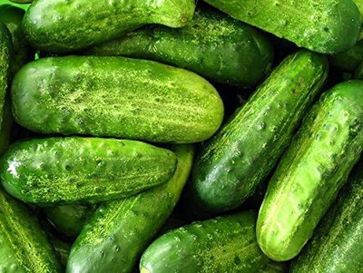 Qualtivate HUA-3A Pickling Cucumber Seeds Seed(300 per packet)