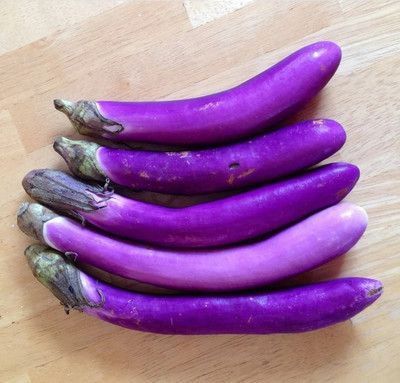 UGRA Ping Tung Eggplant Seed(200 per packet)