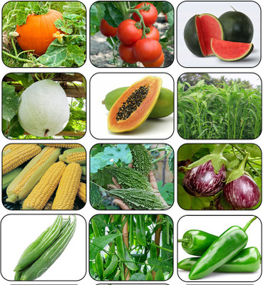 the green dotcom Combo Pack 10 Variety Summer Season Vegetable Seed(2400 per packet)