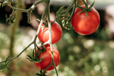 cauliflower tomato Seed(130 per packet)