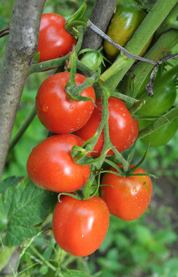 TREECARE tomato Seed(35 per packet)