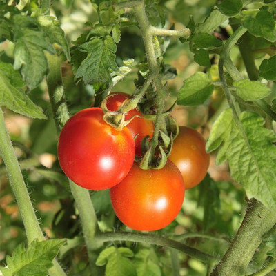 Qualtivate PUA-2A Red Cherry Tomato Seed(300 per packet)