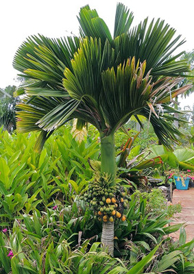 Kapebonavista Areca catechu is a species of palm Seed(1 per packet)