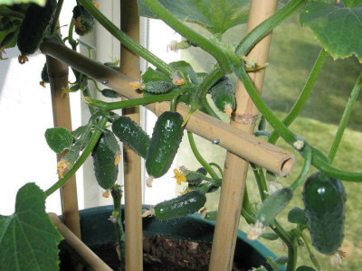 WILLVINE ATS-313 Indoor Cucumber F1 Self-Pollinating - Green Seed(200 per packet)