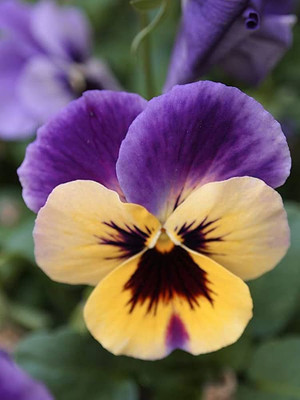 BDSresolve Pansy seeds/Penji flower seeds PACK OF 16 Seed(16 per packet)