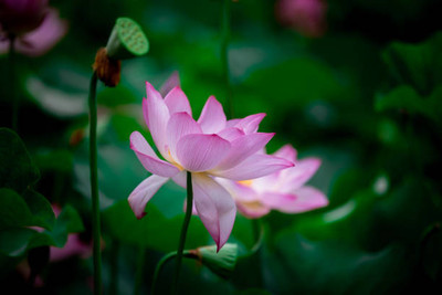 bloomaura lotus,kamal gatta Seed(10 per packet)