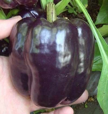 Qualtivate PUA5-A Capsicum Purple / Bell Papper F1 Hybrid Seeds Seed(100 per packet)