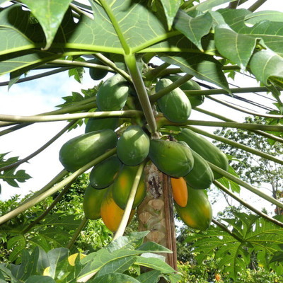 jkfarm Papaya, Pepe Seed(1150 per packet)