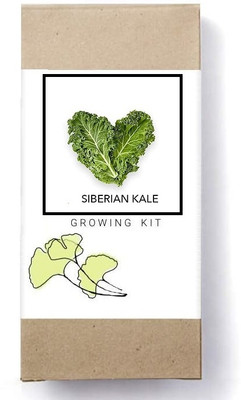 Biosnyg Siberian Kale-[1000 Seeds] Seed(1000 per packet)