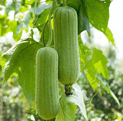 Avysa Short Smooth Luffa Seeds/sponge gourd Seed(100 per packet)