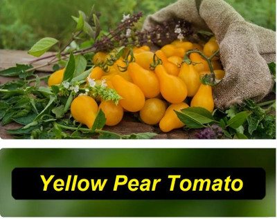 Quentova Yellow Pear Tomato 5gm Seeds Seed(2000 per packet)