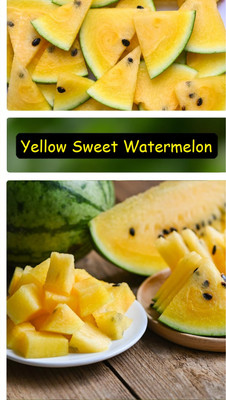 KNESSiN Hybrid Yellow Sweet Watermelon Seeds For Gardening-(250 Seeds) Seed(250 per packet)