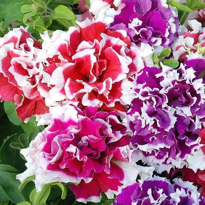 BDSresolve Petunia seeds mix colour hybrid/Petunia seed 18 Seed(18 per packet)