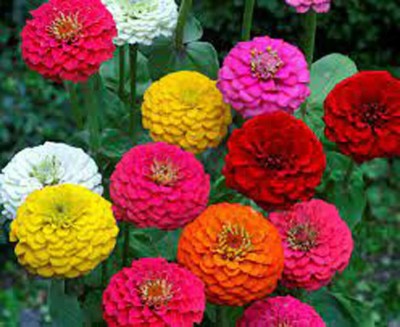 BDSresolve f1 zinnia flower seeds/hybrid mix colour zinnia folwer seeds Seed(12 per packet)