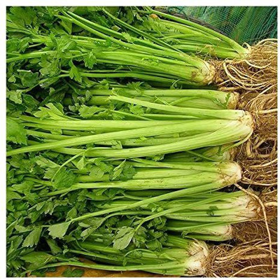 CYBEXIS F1 Hybrid Celery seeds1400 Seeds Seed(1400 per packet)