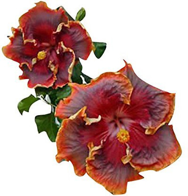 CRGO HIBISCUS , GUDHAL Seed(15 per packet)