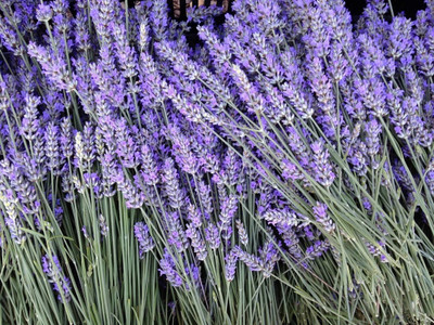 MOOFGA English Lavender Plant Seeds-Avandula Angustifolia Seed(150 per packet)