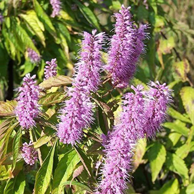 VibeX ® VXI-648 Vietnamese Mint Balm Seeds Seed(200 per packet)