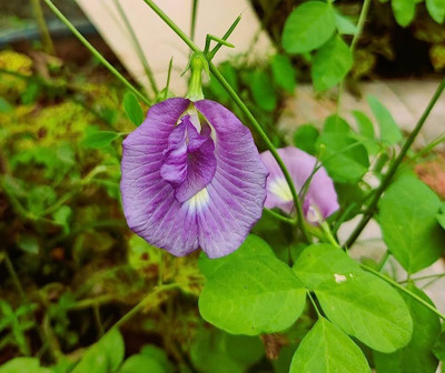 Seedsqlty Blue butterfly pea seeds, high germination (38 seeds) Seed(38 per packet)