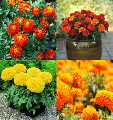 ibains Genda flower seeds mix color pack of 66 Seed(26 per packet)