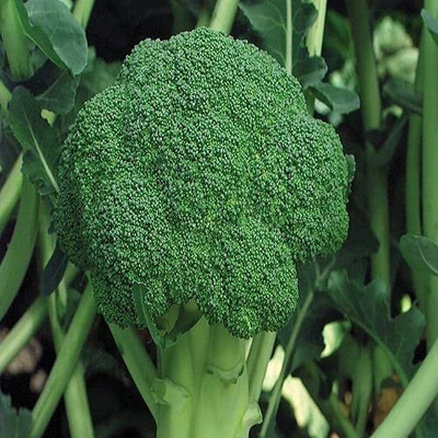 Qualtivate TLX-26 Broccoli High Germination Seeds Seed(200 per packet)